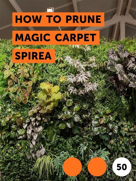 Enhancing Flower Production in Spirea Magic Carpet: Effective Strategies